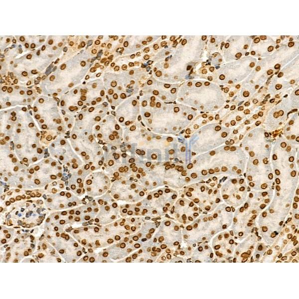 Acetyl-Histone H4 (Lys91) Antibody - AF4357 at 1/100 staining Mouse kidney tissue by IHC-P.