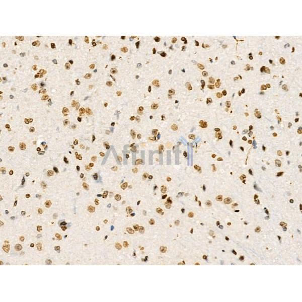 Acetyl-Histone H4 (Lys91) Antibody - AF4357 at 1/100 staining Mouse brain tissue by IHC-P.