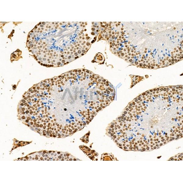 Acetyl-Histone H4 (Lys91) Antibody - AF4357 at 1/100 staining Mouse testis tissue by IHC-P.