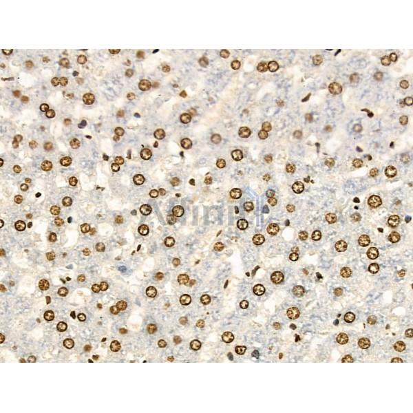 Acetyl-Histone H4 (Lys91) Antibody - AF4357 at 1/100 staining Rat spleen tissue by IHC-P.
