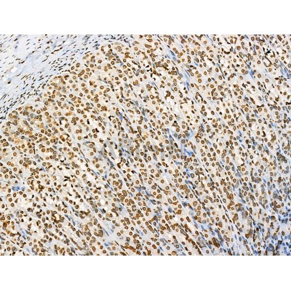 Acetyl-Histone H4 (Lys91) Antibody - AF4357 at 1/100 staining Rat stomach tissue by IHC-P.
