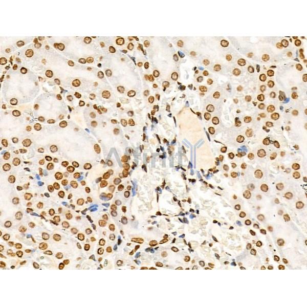 Acetyl-Histone H4 (Lys91) Antibody - AF4357 at 1/100 staining Rat kidney tissue by IHC-P.