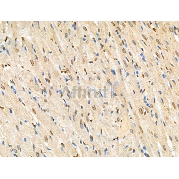 Phospho-Histone H4 (Tyr89) Antibody - AF4358 at 1/100 staining Rat heart tissue by IHC-P.