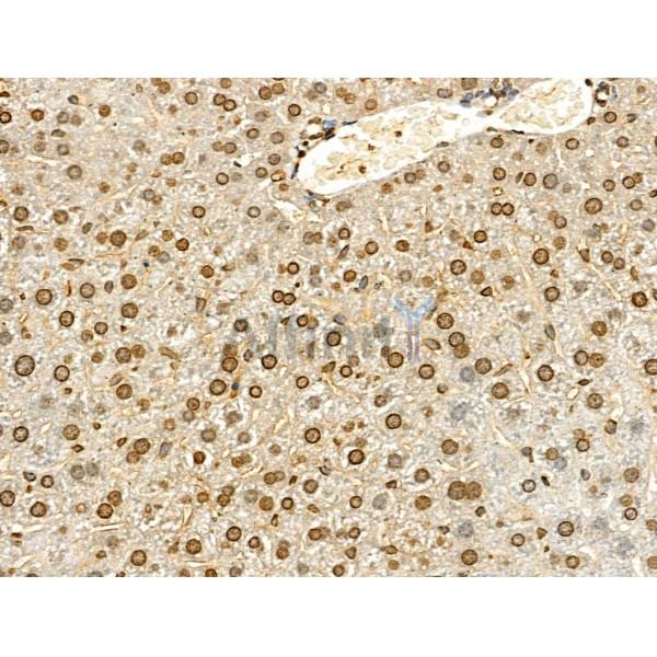 Phospho-Histone H4 (Tyr89) Antibody - AF4358 at 1/100 staining Mouse liver tissue by IHC-P.