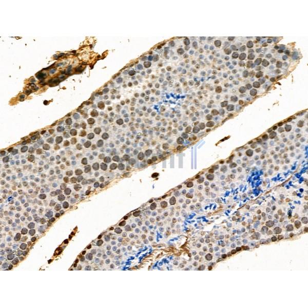 Phospho-Histone H4 (Tyr89) Antibody - AF4358 at 1/100 staining Mouse testis tissue by IHC-P.
