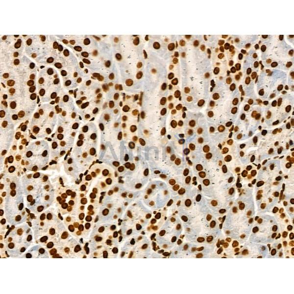 Acetyl-p53 (Lys373) Antibody - AF4363 at 1/100 staining Mouse kidney tissue by IHC-P.
