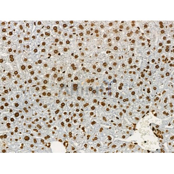 Acetyl-p53 (Lys373) Antibody - AF4363 at 1/100 staining Mouse liver tissue by IHC-P.
