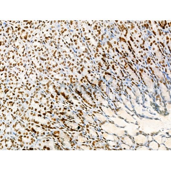 Acetyl-H2A.Z (Lys4/7/11/13) Antibody - AF4366 at 1/100 staining Rat stomach tissue by IHC-P.