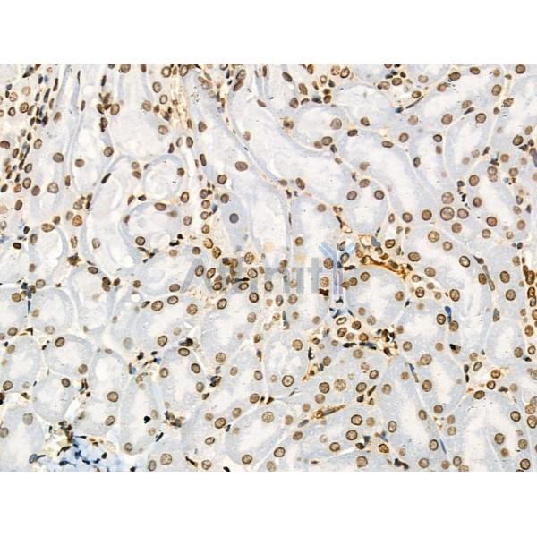Acetyl-H2A.Z (Lys4/7/11/13) Antibody - AF4366 at 1/100 staining Mouse kidney tissue by IHC-P.