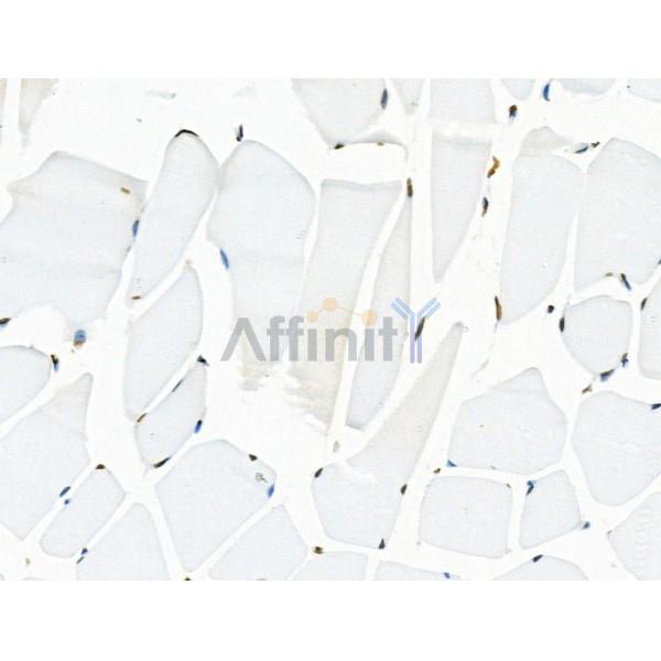 Acetyl-H2A.Z (Lys4/7/11/13) Antibody - AF4366 at 1/100 staining Mouse muscle tissue by IHC-P.