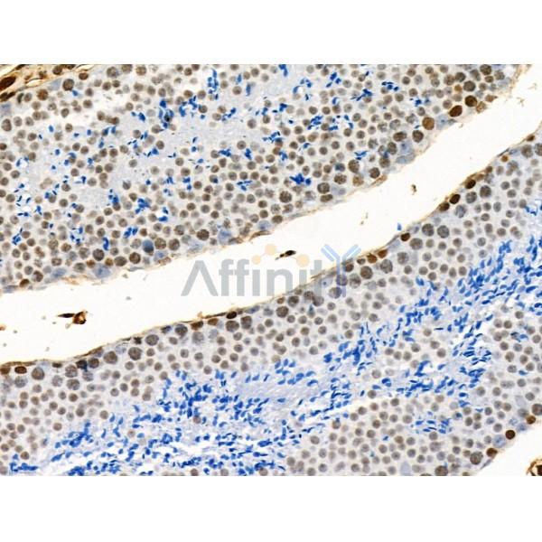 Acetyl-H2A.Z (Lys4/7/11/13) Antibody - AF4366 at 1/100 staining Mouse testis tissue by IHC-P.