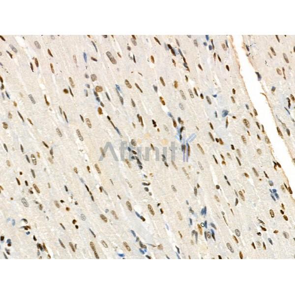 Acetyl-H2A.Z (Lys4/7/11/13) Antibody - AF4366 at 1/100 staining Rat heart tissue by IHC-P.