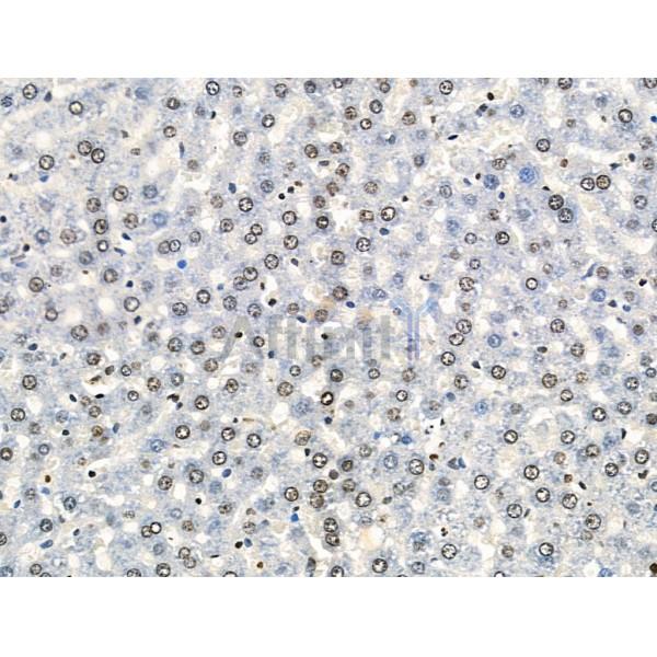 Acetyl-H2A.Z (Lys4/7/11/13) Antibody - AF4366 at 1/100 staining Rat liver tissue by IHC-P.