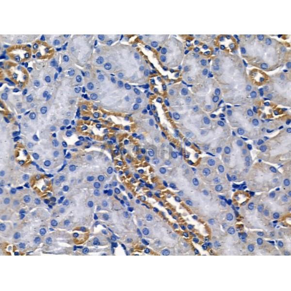 Connexin 32 Antibody - AF5132 at 1/100 staining Mouse brain tissue by IHC-P.
