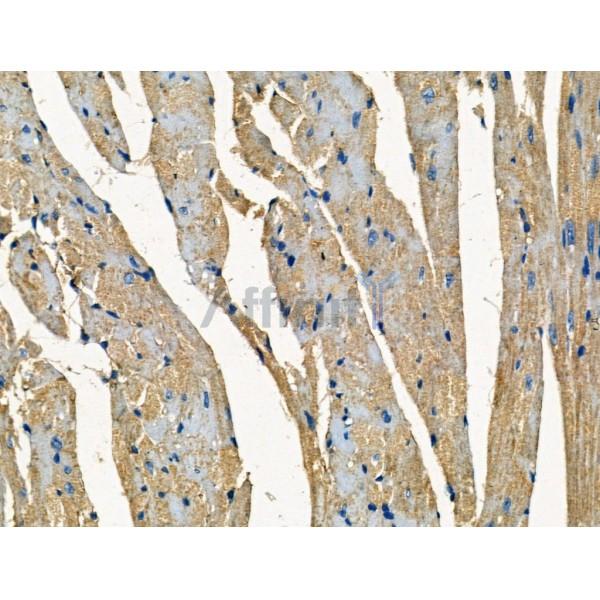 SOD2/MnSOD Antibody - AF5144 at 1/100 staining Mouse heart tissue by IHC-P.