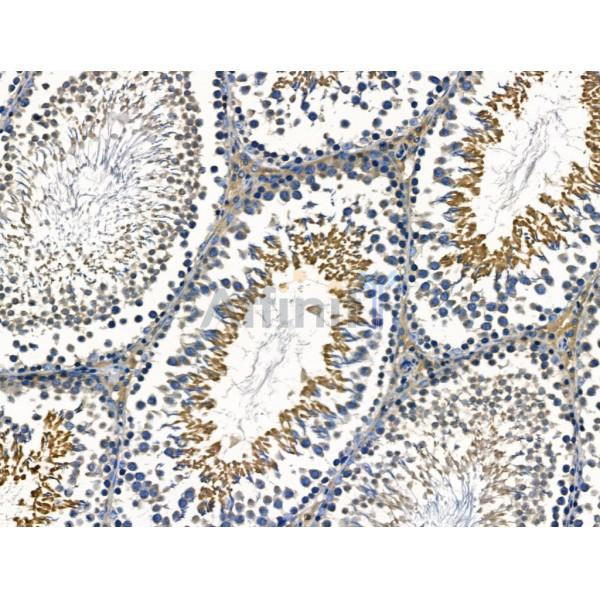 ABCG2 Antibody - AF5177 at 1/100 staining Rat testis tissue by IHC-P.