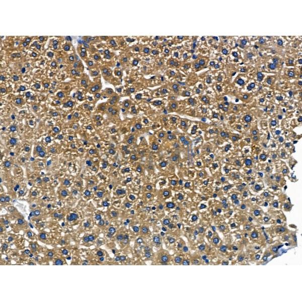 ABCG2 Antibody - AF5177 at 1/100 staining Mouse liver tissue by IHC-P.