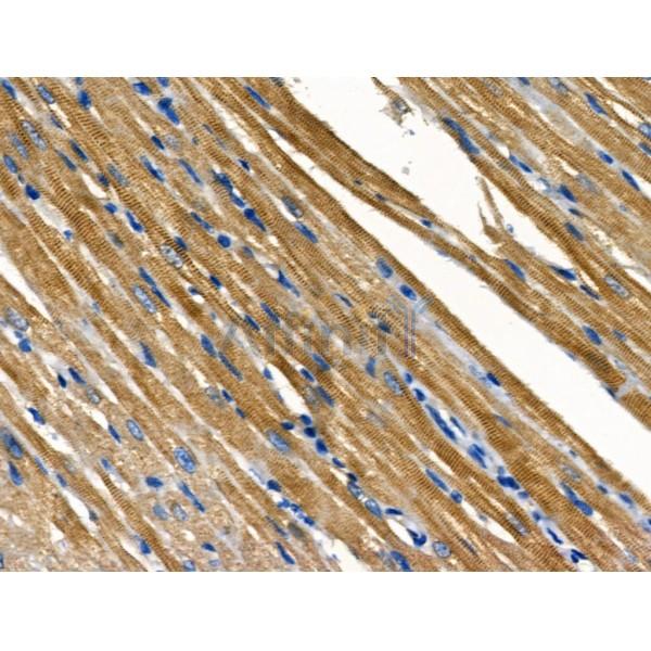 ABCG2 Antibody - AF5177 at 1/100 staining Rat heart tissue by IHC-P.