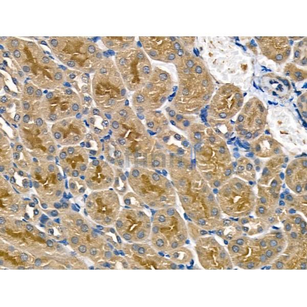 ACE1 Antibody - AF5197 at 1/100 staining Mouse kidney tissue by IHC-P.