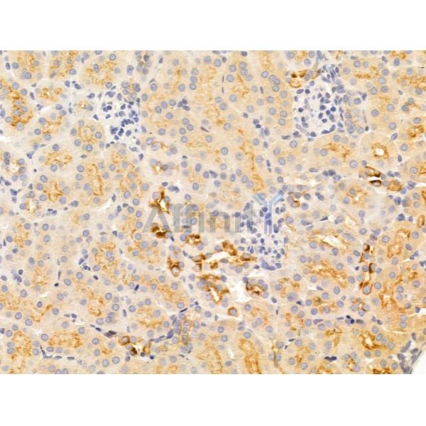 IL11 Antibody - AF5211 at 1/100 staining Mouse kidney tissue by IHC-P.