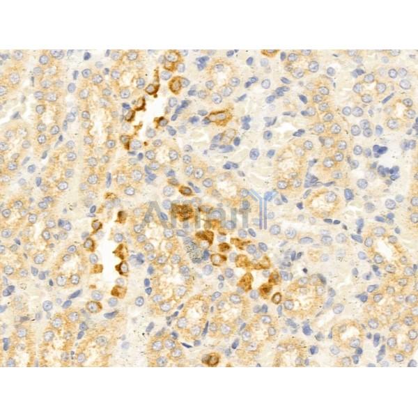 IL11 Antibody - AF5211 at 1/100 staining Rat kidney tissue by IHC-P.
