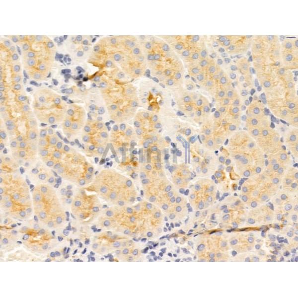 TYK2 Antibody - AF5223 at 1/100 staining Mouse kidney tissue by IHC-P.
