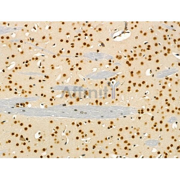 hnRNP H Antibody - AF5241 at 1/100 staining Mouse brain tissue by IHC-P.