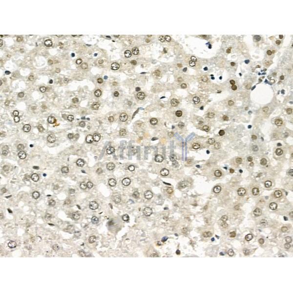 hnRNP H Antibody - AF5241 at 1/100 staining Rat heart tissue by IHC-P.