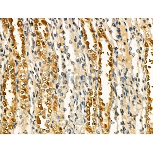 CD55 Antibody - AF5259 at 1/100 staining Rat brain tissue by IHC-P.