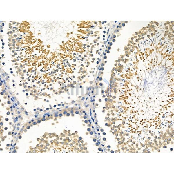 Cleaved-Caspase 8 (Asp384) Antibody - AF5267 at 1/100 staining Rat testis tissue by IHC-P.