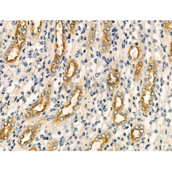 CYB5 Antibody - AF5273 at 1/100 staining Rat kidney tissue by IHC-P.