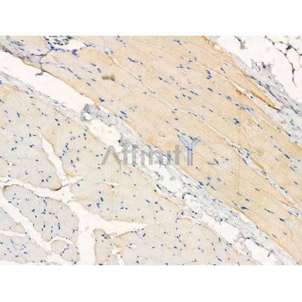 ACHE Antibody - AF5274 at 1/100 staining Rat skin tissue by IHC-P.