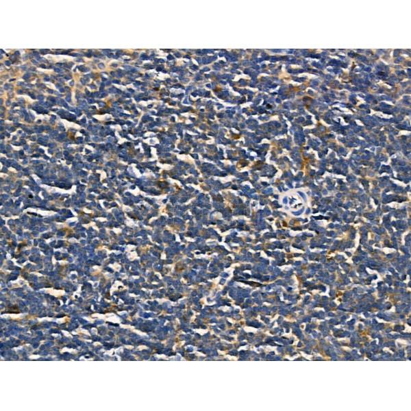 CD69 Antibody - AF5275 at 1/100 staining Mouse spleen tissue by IHC-P.