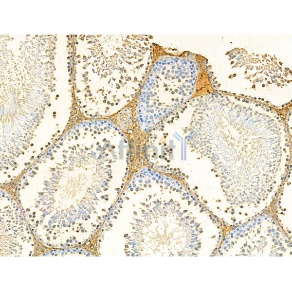 Galectin-9 Antibody - AF5290 at 1/100 staining Rat testis tissue by IHC-P.