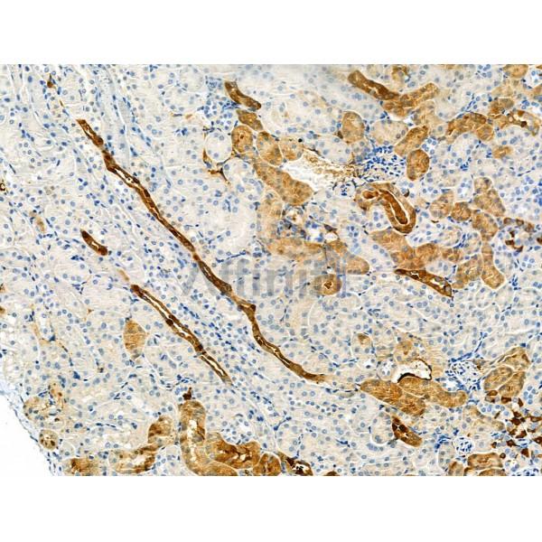 CMKLR1 Antibody - AF5291 at 1/100 staining Mouse kidney tissue by IHC-P.