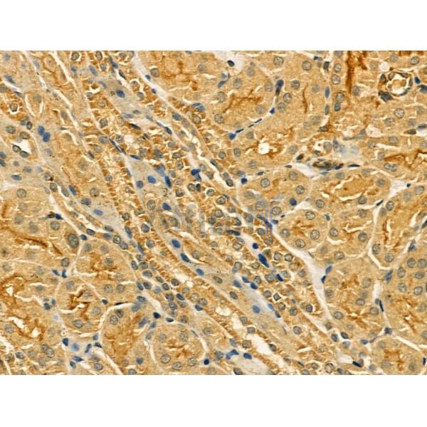Bim Antibody - AF5292 at 1/100 staining Mouse kidney tissue by IHC-P.