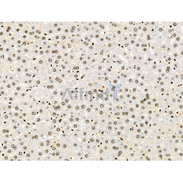 LEG7 Antibody - AF5300 at 1/100 staining Rat liver tissue by IHC-P.