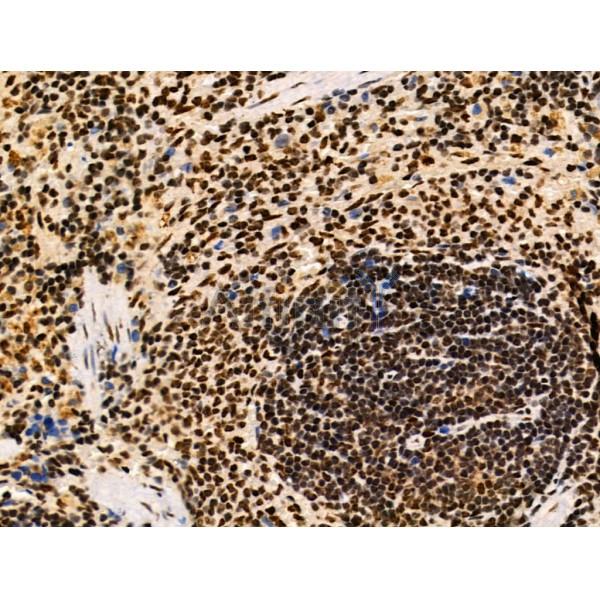 LEG7 Antibody - AF5300 at 1/100 staining Rat spleen tissue by IHC-P.