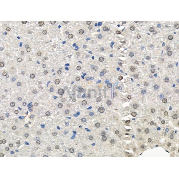 LEG7 Antibody - AF5300 at 1/100 staining Mouse liver tissue by IHC-P.