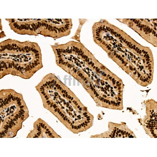 LEG7 Antibody - AF5300 at 1/100 staining Mouse colorectal tissue by IHC-P.