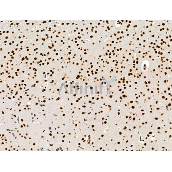 LEG7 Antibody - AF5300 at 1/100 staining Mouse brain tissue by IHC-P.