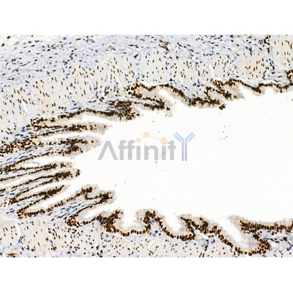 LEG7 Antibody - AF5300 at 1/100 staining Rat lung tissue by IHC-P.