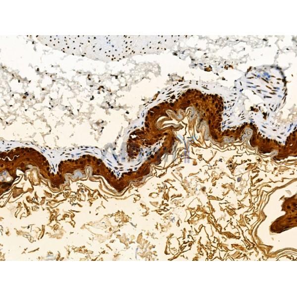 LEG7 Antibody - AF5300 at 1/100 staining Mouse stomach tissue by IHC-P.