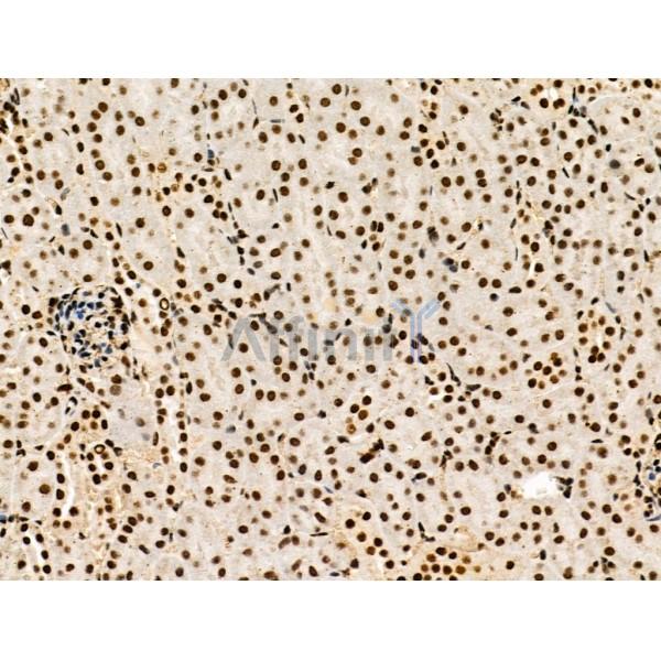 LEG7 Antibody - AF5300 at 1/100 staining Mouse kidney tissue by IHC-P.