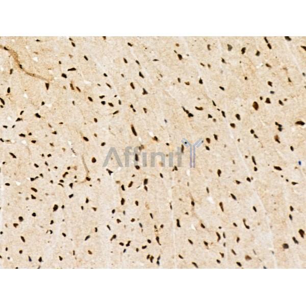 LEG7 Antibody - AF5300 at 1/100 staining Mouse heart tissue by IHC-P.