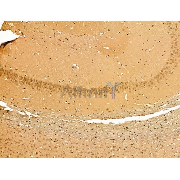 Cyclin A1 Antibody - AF5313 at 1/100 staining Mouse brain tissue by IHC-P.