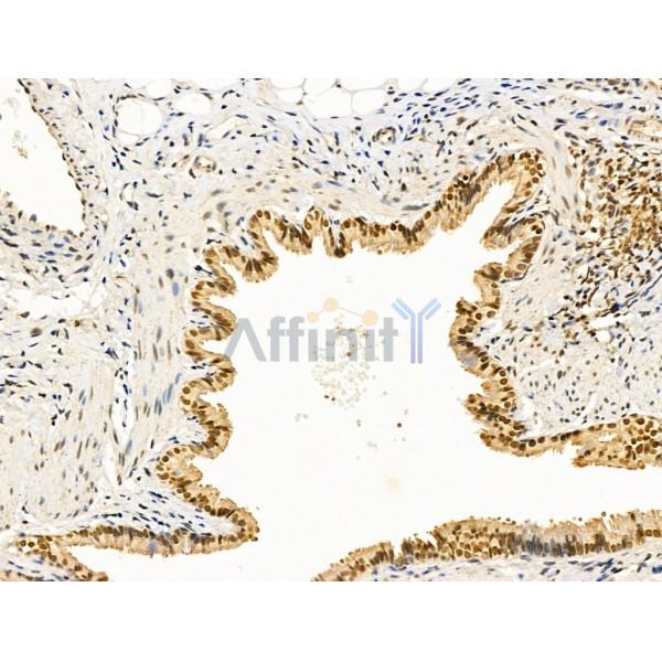 Cyclin A1 Antibody - AF5313 at 1/100 staining Rat lung tissue by IHC-P.
