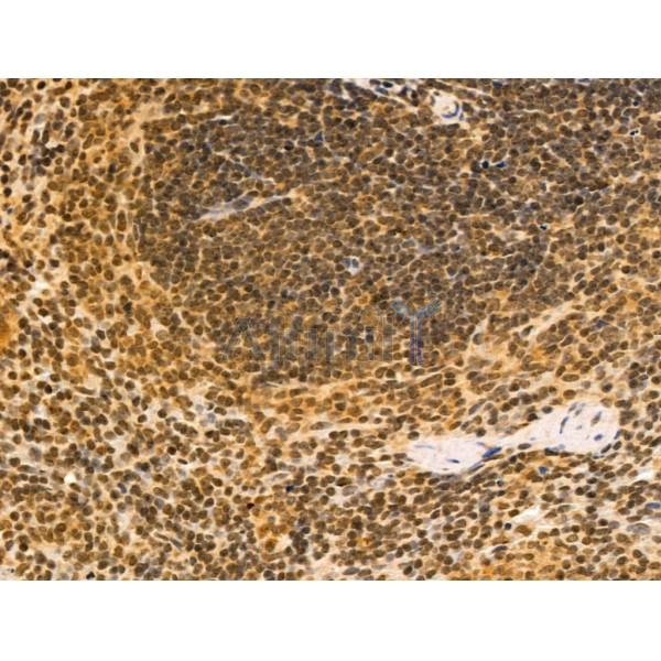 Cyclin A1 Antibody - AF5313 at 1/100 staining Mouse spleen tissue by IHC-P.