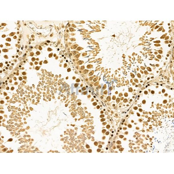 Cyclin A1 Antibody - AF5313 at 1/100 staining Rat testis tissue by IHC-P.