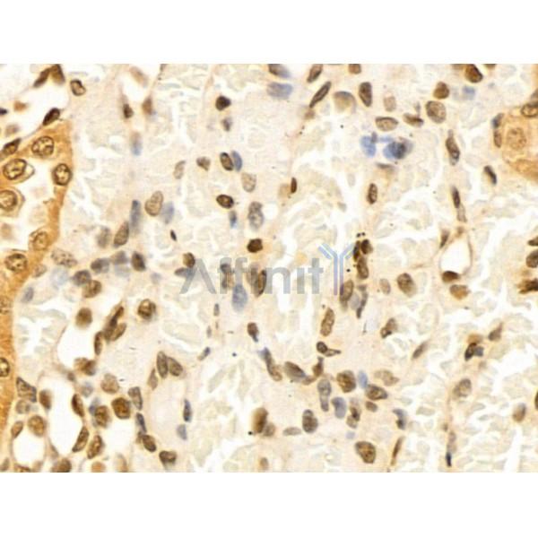 Cyclin A1 Antibody - AF5313 at 1/100 staining Rat kidney tissue by IHC-P.